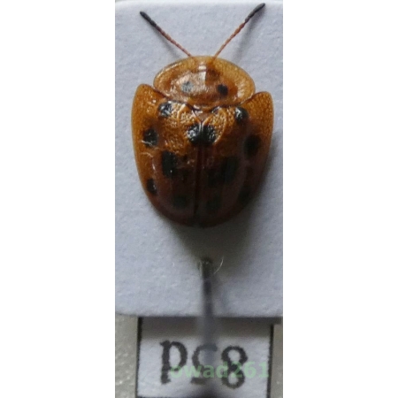 Cassidae sp. Philippines85d
